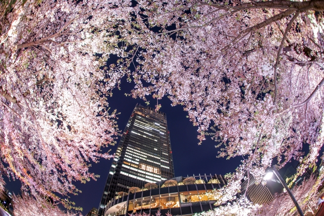 東京ミッドタウンと桜